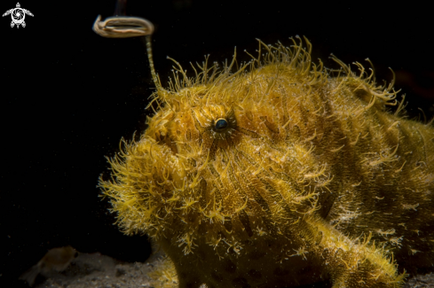 A Hairy frogfish