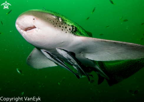 A Stegostoma fasciatum | Leopard Shark