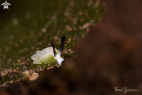 A Nudibranch 