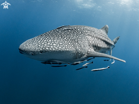 A Whale Shark