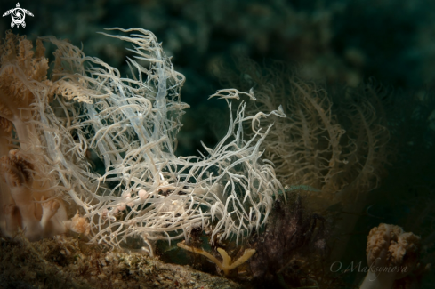 A Nudibranch Melibe Colemani 