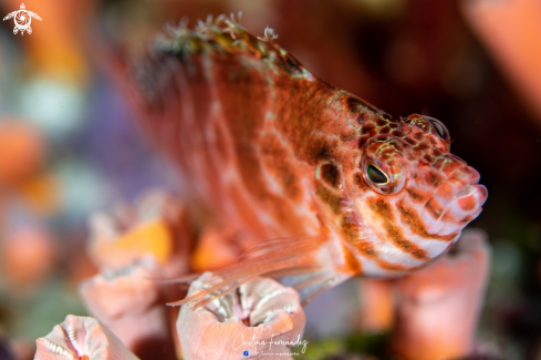 A Cirrhitichthys falco | Hawkfish