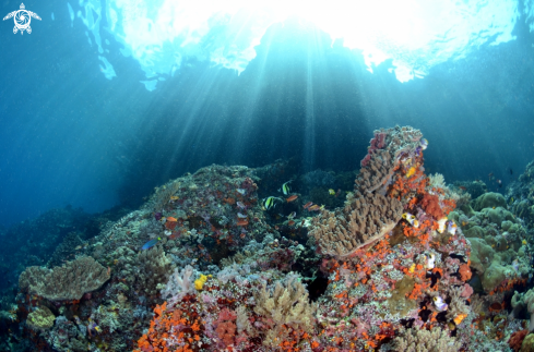 A leather coral