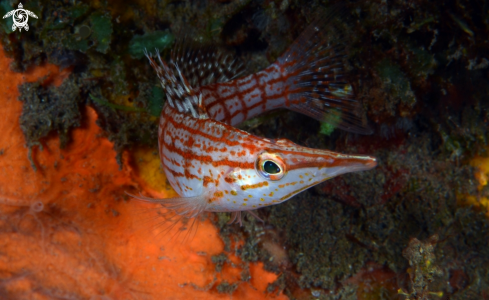 A longnose hawkfish