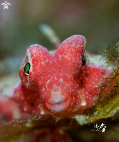 A Synchiropus tudorjonesi | Ruby red dragonet 