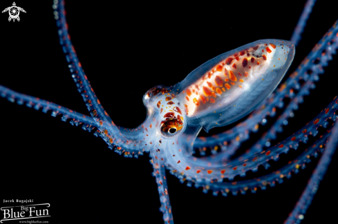 A Longarm Octopus