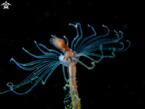 A Oaten pipes hydroid