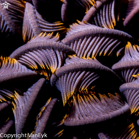 A Sea lily