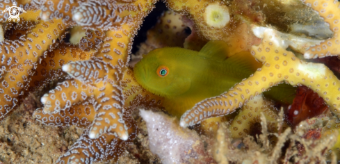 A bearded goby