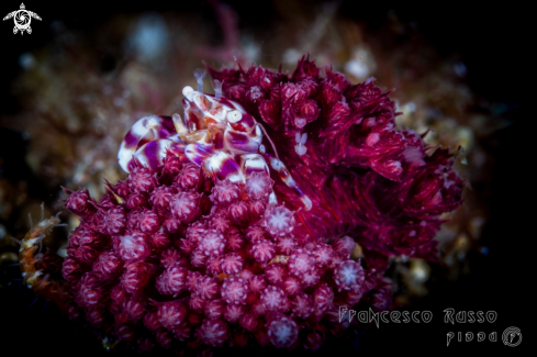 A Soft Coral Porcelain Crab