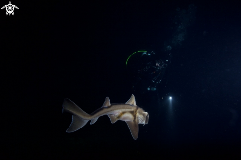 A Portjackson Shark