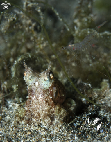 A Octopus with Shrimp 