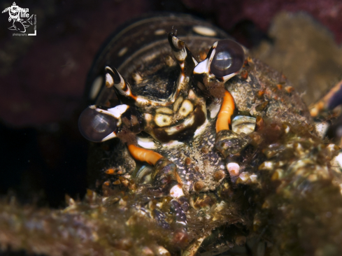 A Caribbean Spiny Lobster 