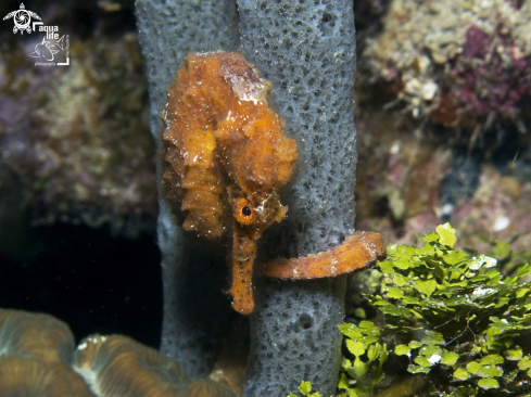 A Hippocampus reidi | Longsnout Seahorse