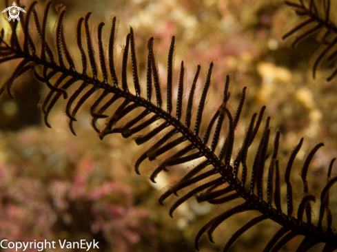 A Crinoidea | Sea lily