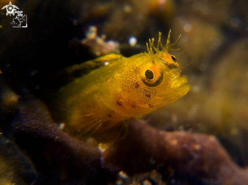 A Female Roughhead Blenny