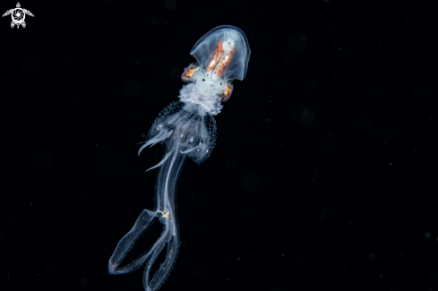 A Paper nautilus