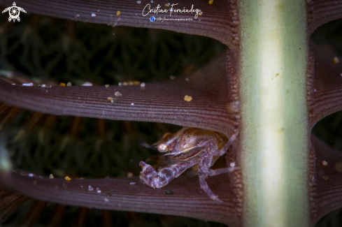 A Lissoporcellana nakasonei | Crab