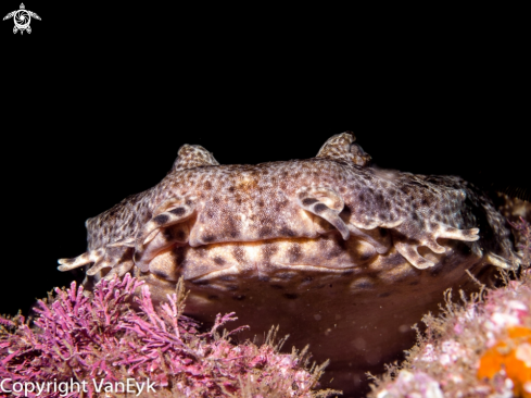 A Orectolobidae | WOBBEGONG