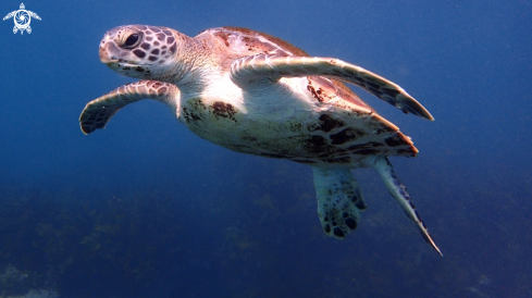 A Green turtle