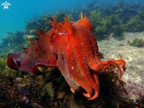 A Australian giant cuttlefish