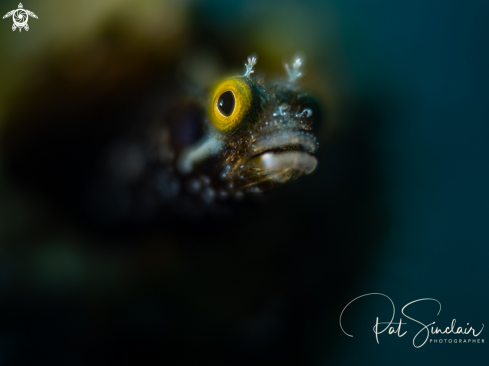 A Roughead Blenny