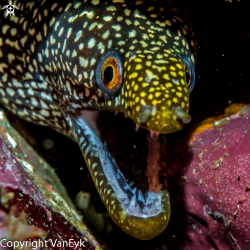 A Gymnothorax eurostus | Stout Moray