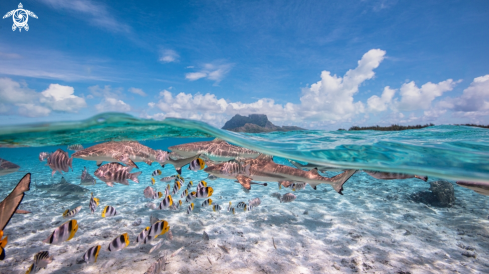 A Bora Bora Above & Below