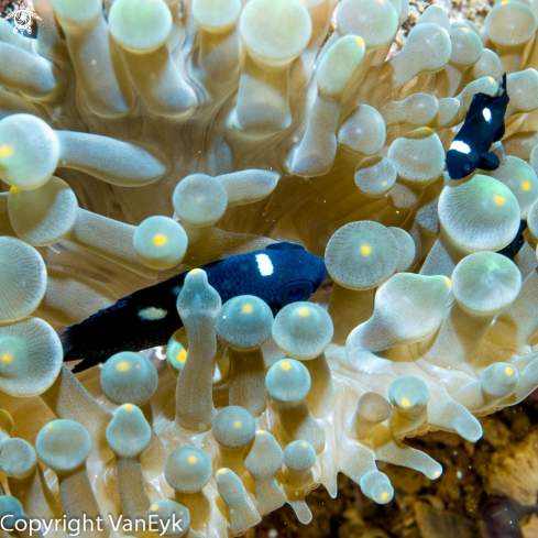 A Amphiprion ocellaris? | Black And White Percula Clownfish
