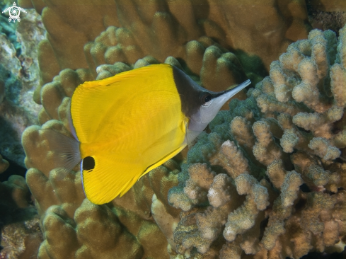 A Yellow Longnose Butterflyfish