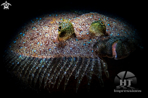 A Flounder