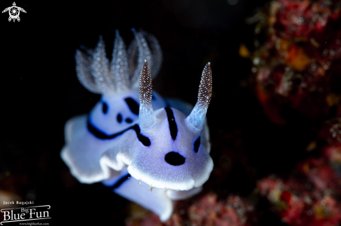 A Chromodoris willani | Chromodoris willani