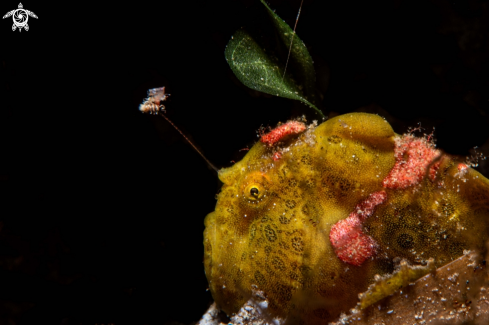 A Antennarius pictus | Painted frogfish