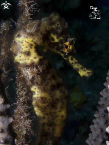 A Hippocampus reidi | Longsnout Seahorse