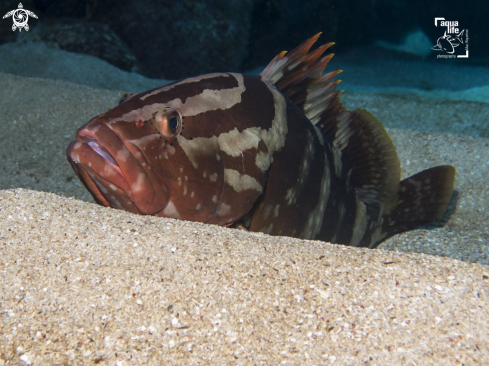 A Epinephelus striatus | Nassau Grouper