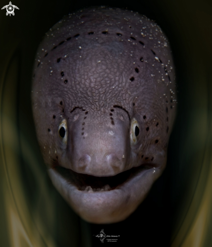 A Geometric Moray Eel