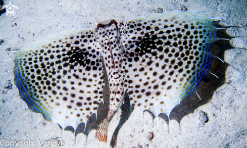 A Dactyloptaenia orientalis  | Oriental Sea Robin 