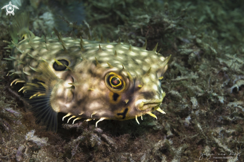 A Web Burrfish