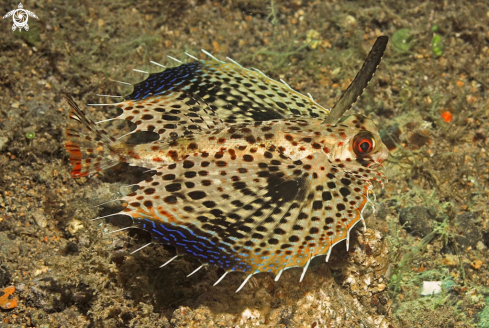 A  Oriental Sea Robin 