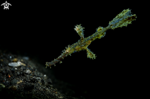 A Robust Ghostpipefish