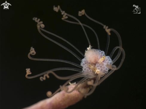 A Amphipods on Solitary Gorgonian Hydroid 