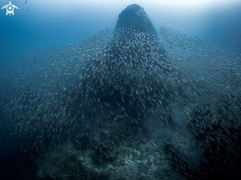 A Batfish Pinnacle   