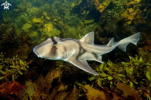 A Port Jackson shark