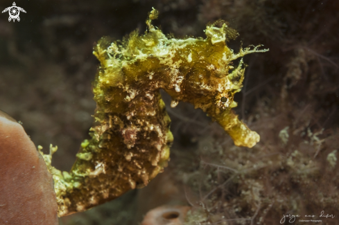 A Lined Seahorse