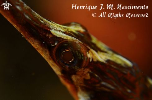 A pipefish (marinha)