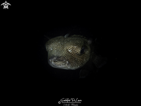 A porcupine fish