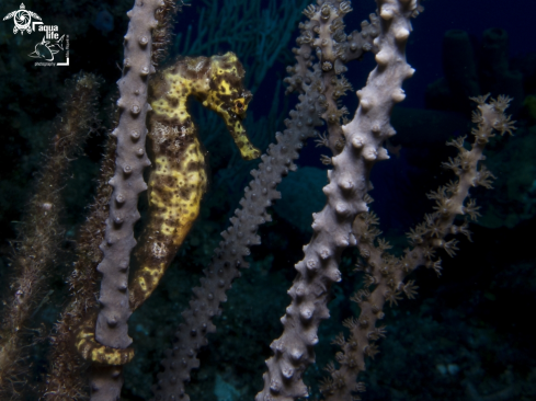 A Hippocampus reidi | Longsnout Seahorse