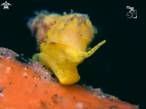 A Epidendrium billeeanum | Golden Wentletrap