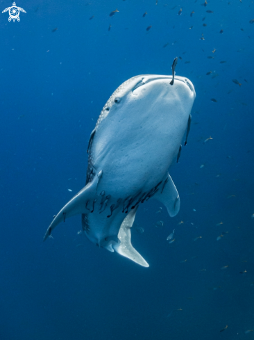 A Whale Shark