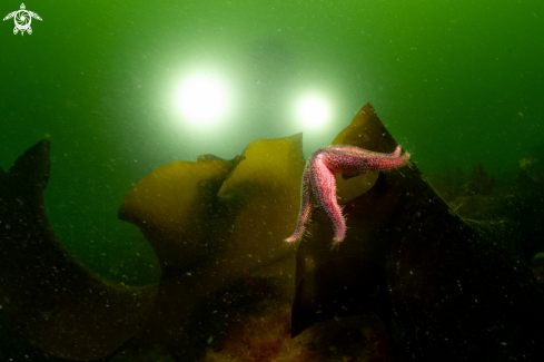 A Sugar kelp